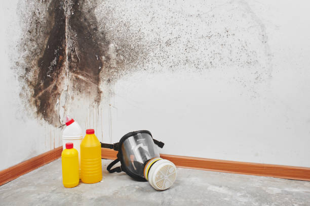 Best Same-Day Mold Removal  in Fords, NJ