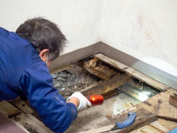 Mold Testing and Removal in Fords, NJ