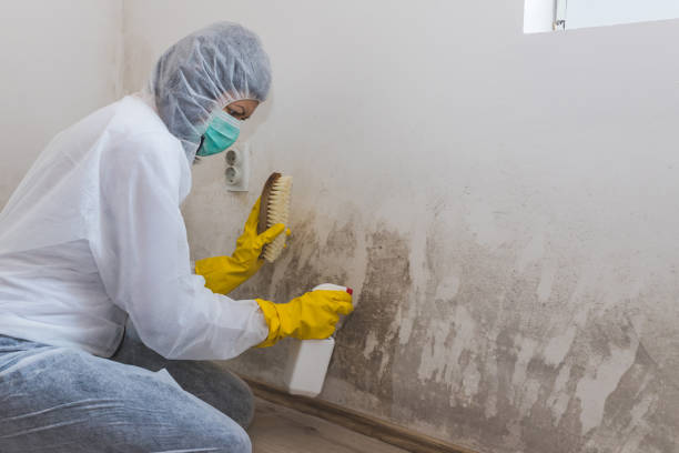 Best Mold Remediation  in Fords, NJ