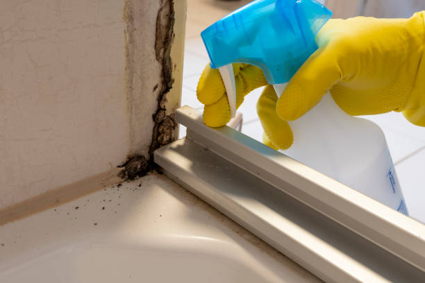 Best Fast Mold Removal  in Fords, NJ