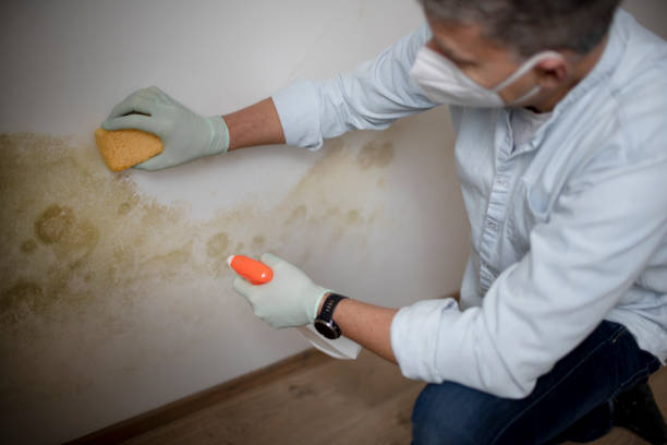 Best Emergency Mold Removal  in Fords, NJ
