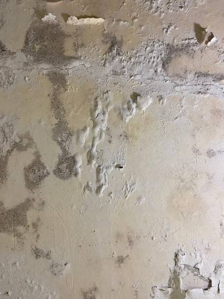 Best Mold Inspection  in Fords, NJ