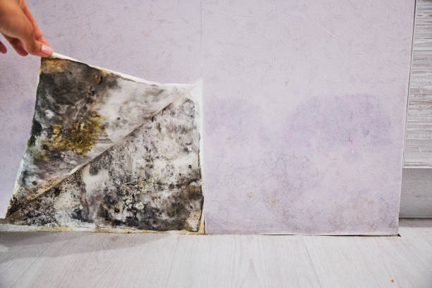 Best Local Mold Removal Service  in Fords, NJ